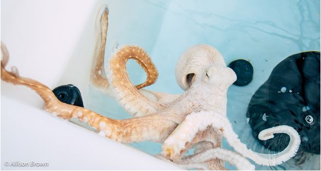 My heart is octopied by octopuses and yours should be&nbsp;too