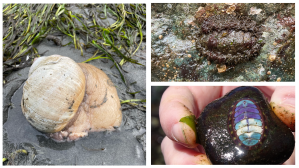 This photo panel shows three photos of mollusks. The photo on the left shows a large, head-sized cream shell of a snail with several inches of the snail's mantle protruding from the shell. The animal is in the wet sand surrounded by seagrass. The two photos on the right are of different chitons. The top right photo shows a camouflaged chiton on a rock. The color of the plates on the back of the chiton matches the dark rock color and the mantle of the chiton is covered in what looks like hairy moss that also blends in with the rock, giving it the common name "mossy chiton." The chiton on the bottom right is on a small rock in the hand of a student. This chiton has bright blue, purple, and white plates and is easy to spot on the surface of the dark rock.