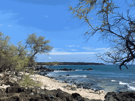Black and white rocky beach with trees. Blue ocean in the distance.