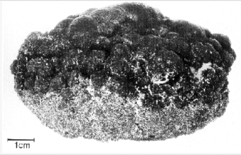 Alt text: A detailed grey scale photo of a polymetallic nodule
