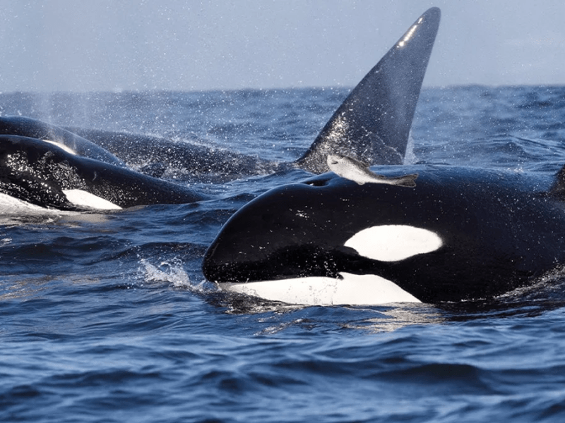 Trend Tracking: What’s “In” with the PNW’s Killer&nbsp;Whales