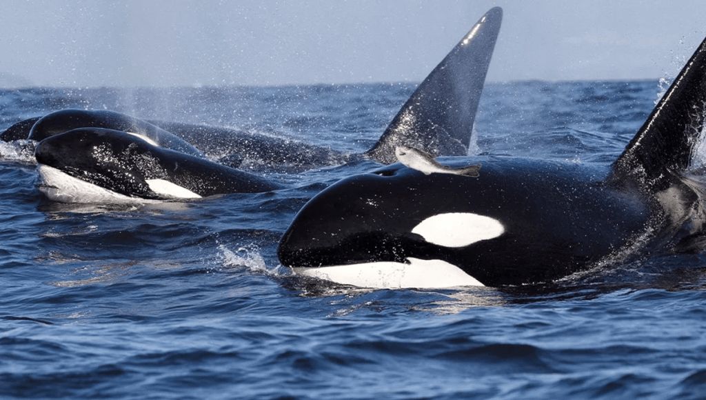 Trend Tracking: What’s “In” with the PNW’s Killer&nbsp;Whales