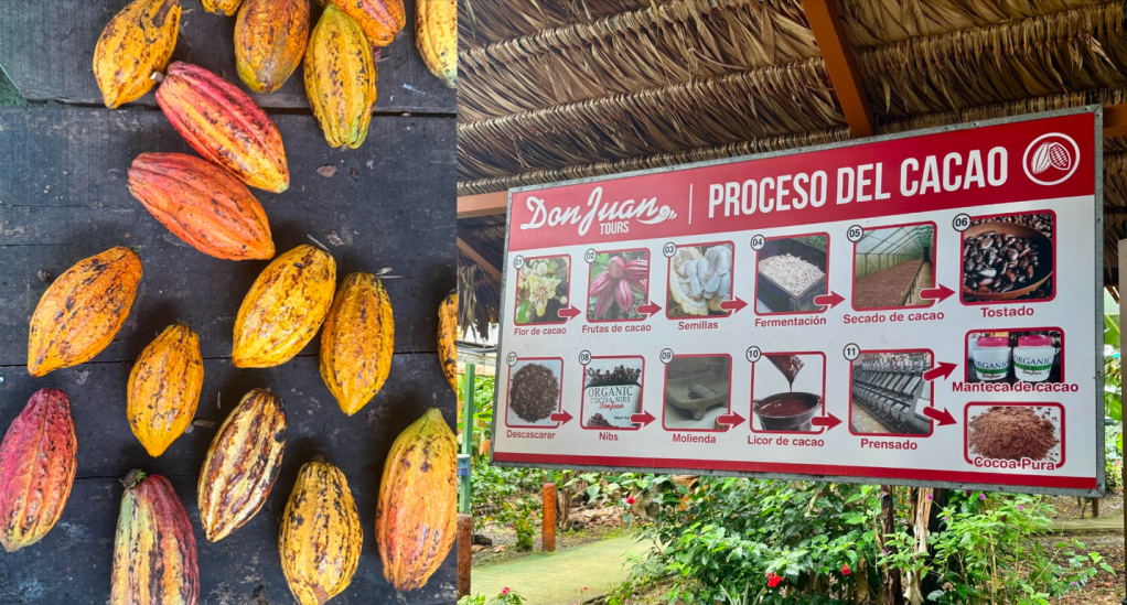 Alt Text: Left: Cacao pods lay across a table during a “Coffee and Chocolate Tour,” demonstrating the process of two of Costa Rica’s top exports from start to finish. Right: The processing of the cacao bean is imaged through eleven stages to its final forms: cacao butter and cocoa powder.