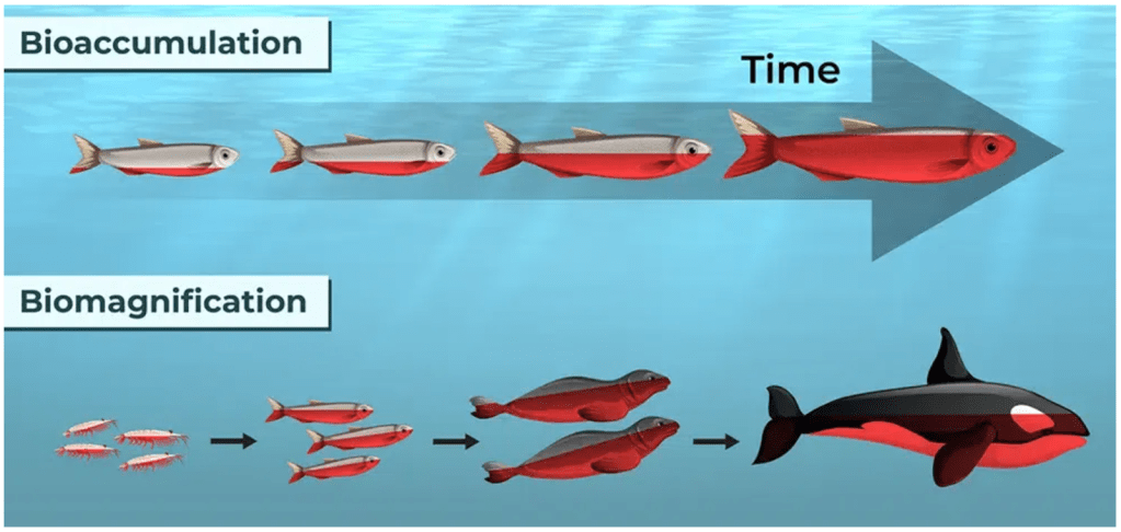 Alt text: Visual explanation and differentiation between bioaccumulation and biomagnification, two mechanisms by which organisms accumulate toxins and pollutants. With bioaccumulation, as the fish ages it accumulates more microplastics in its system. With biomagnification, microplastics become more concentrated at higher trophic levels such as pinnipeds and orcas.