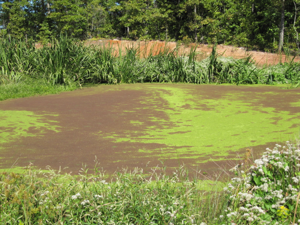 Alt text: Constructed wetland resembling a pond with duckweed (Lemna spp.) growing for nutrient remediation located in Clayton County, Georgia.