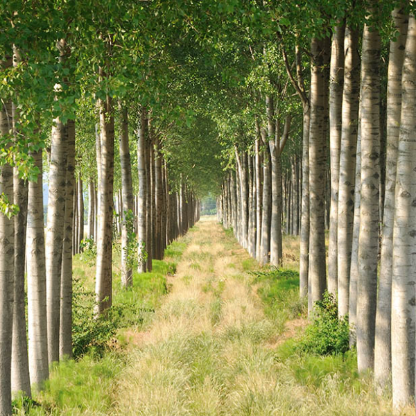 Plant Power: Turning Wastewater into&nbsp;Biofuels