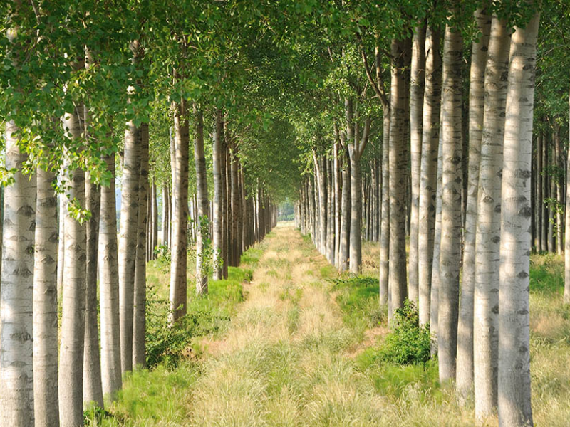 Plant Power: Turning Wastewater into&nbsp;Biofuels