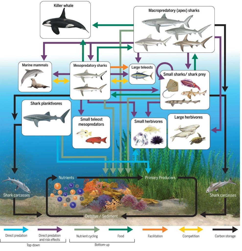 Alt text: Conceptual map showing the relationship between sharks and their environment