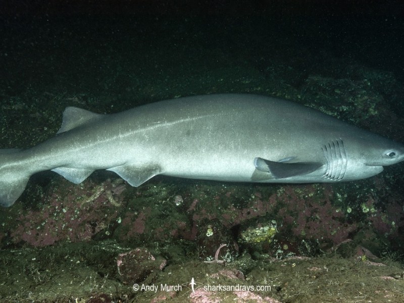 Sharks and the Balance of Life Below the&nbsp;Surface