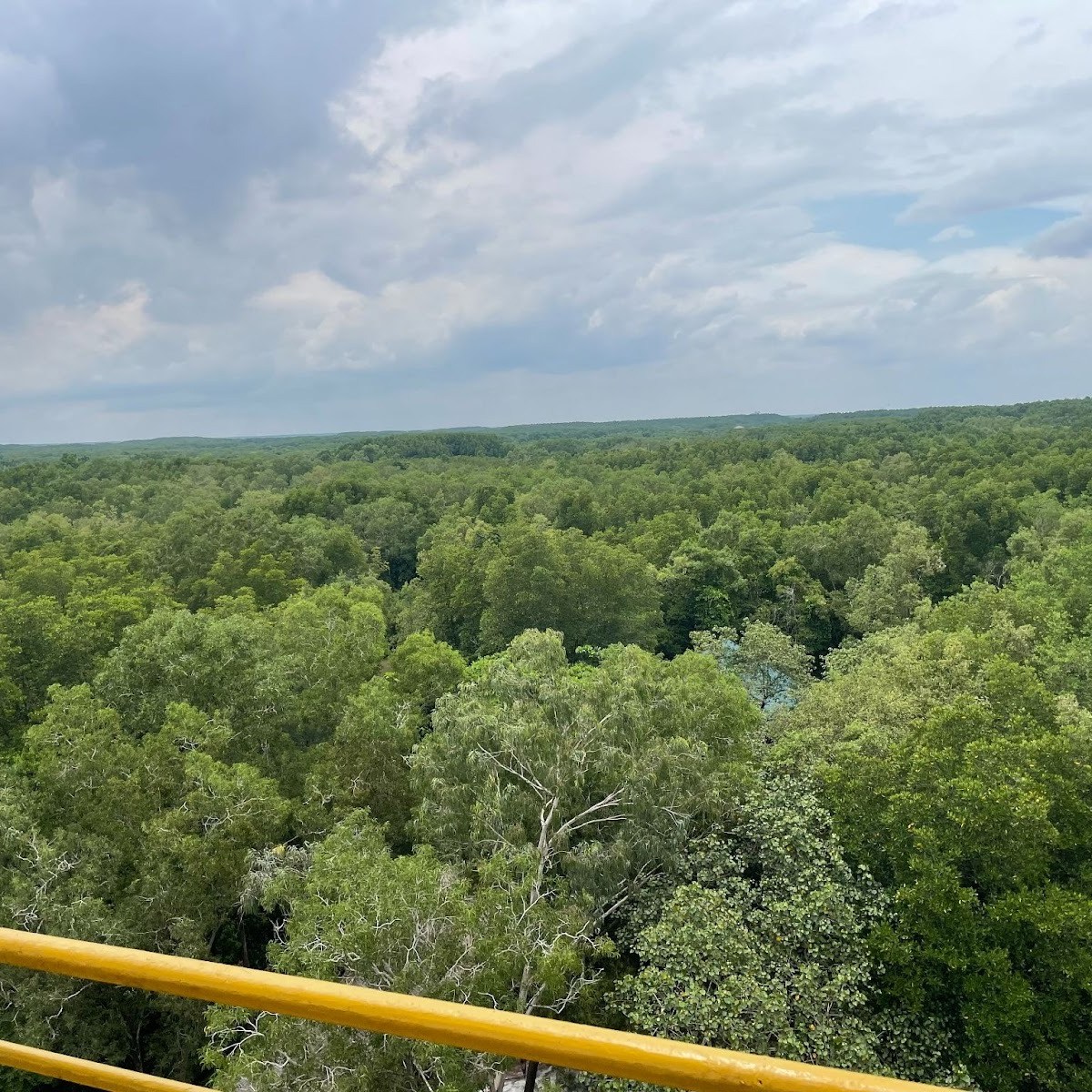 Reading History in the Mangroves: The Vietnam War and mangrove restoration in Can&nbsp;Gio