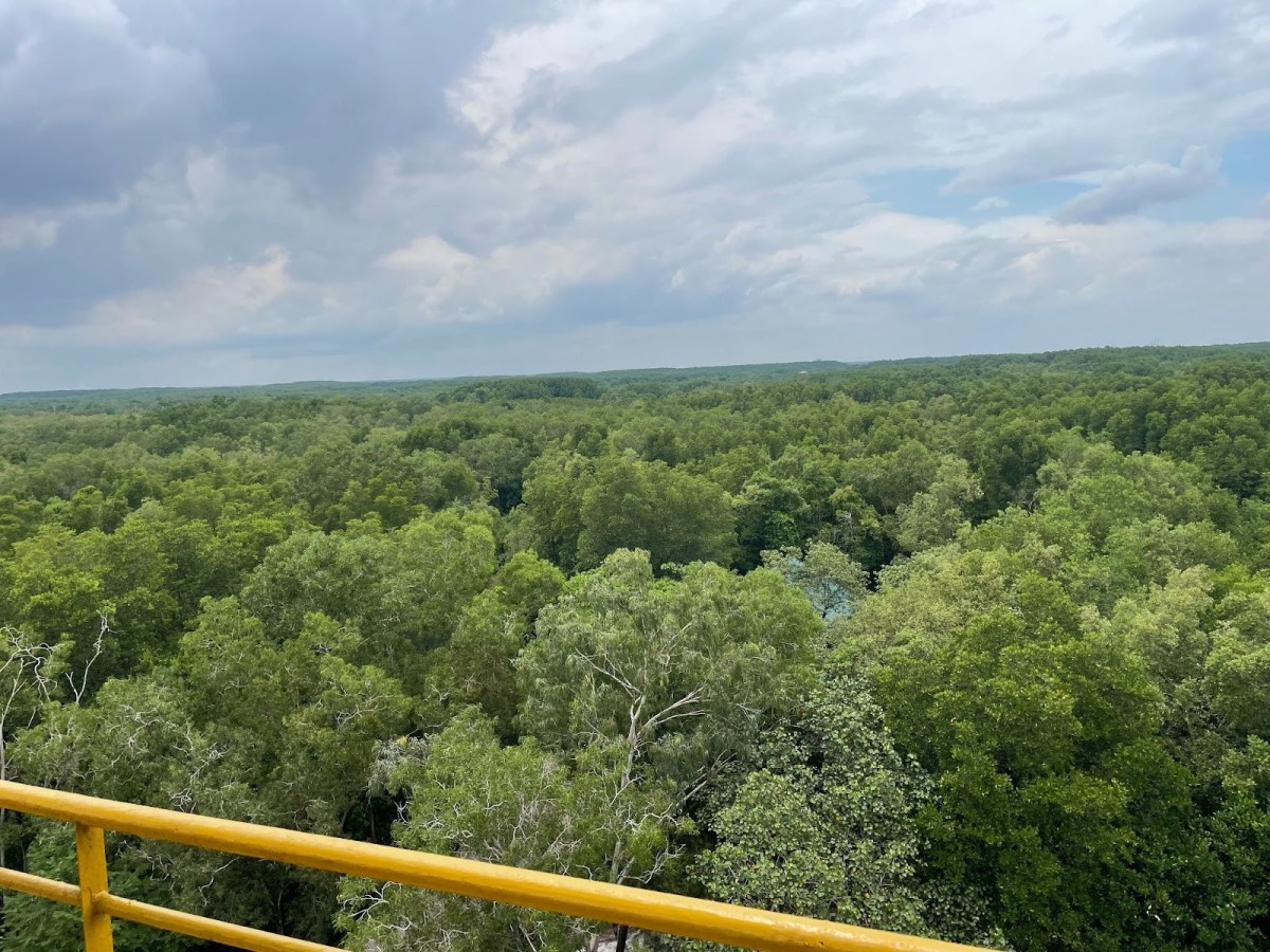 Reading History in the Mangroves: The Vietnam War and mangrove restoration in Can&nbsp;Gio