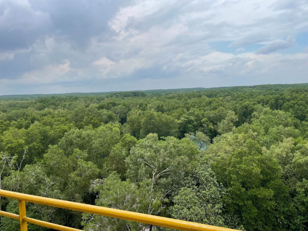 Reading History in the Mangroves: The Vietnam War and mangrove restoration in Can&nbsp;Gio