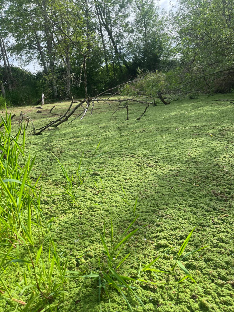 Alt text: Algal bloom covering Lake Leschi.