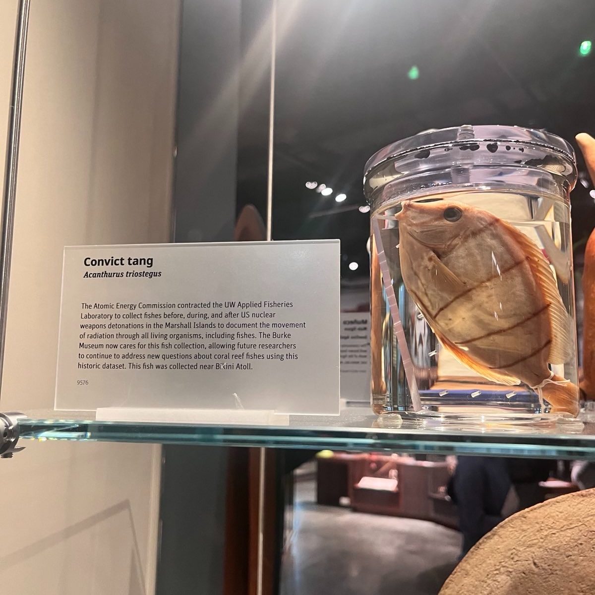 Alt text: Image depicts a fish specimen in a jar on display at the Burke Museum. The specimen is accompanied by text which says "Convict tang / Acanthurus triostegus / The Atomic Energy Commission contracted the UW Applied Fisheries Laboratory to collect fishes before, during, and after US nuclear weapons detonations in the Marshall Islands to document the movement of radiation through all living organisms, including fishes. The Burke Museum now cares for this fish collection, allowing future researchers to continue to address new questions about coral reef fishes using this historic dataset. This fish was collected near Bikini Atoll. / 9576."
