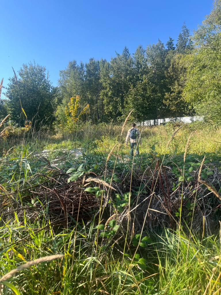 Alt text: A mound of Himalayan Blackberry vines with the author’s project partner scanning the area as a train goes by.