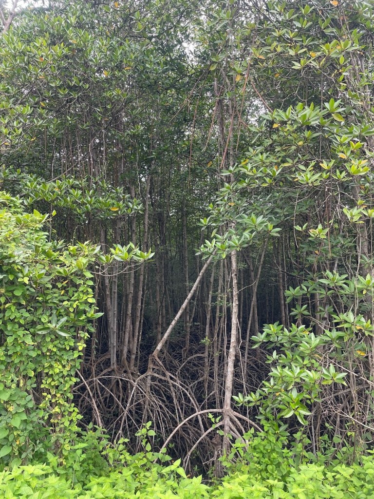 Alt text: Tall-stilt mangroves can be seen through a gap in green leafy foliage.