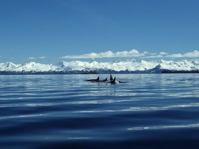 An Unsuspected Partnership in Pacific Northwest&nbsp;Waters
