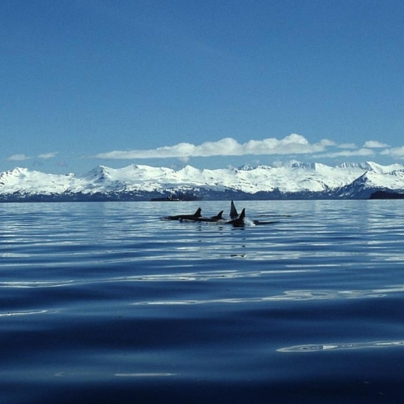 An Unsuspected Partnership in Pacific Northwest&nbsp;Waters