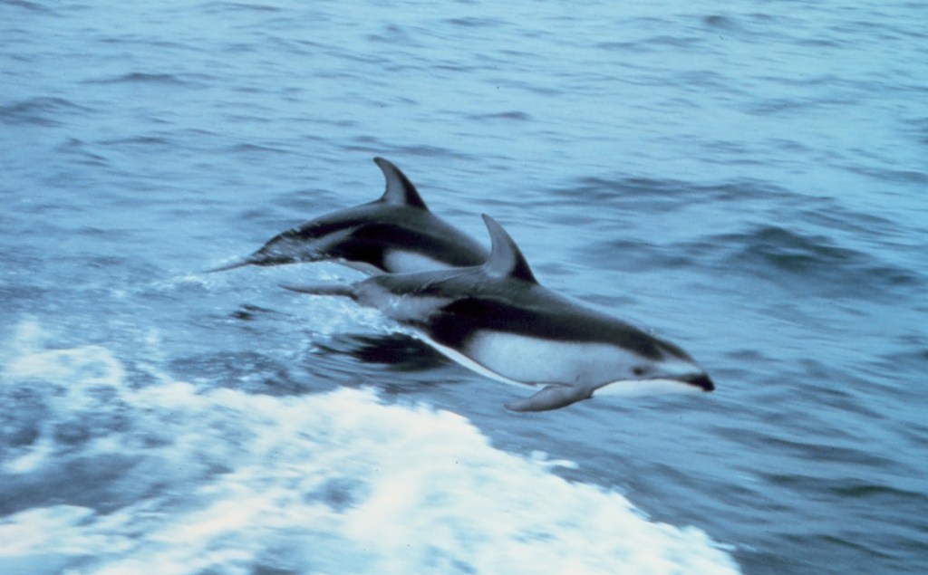 Alt text: Two dolphins leaping in unison above the water. 