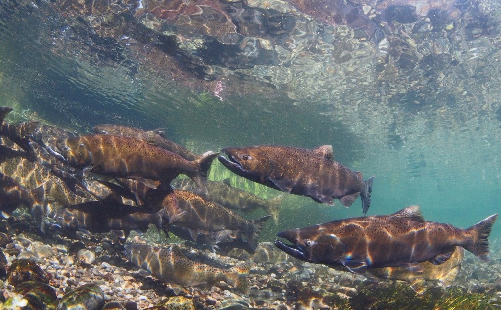 Alt text: A group of salmon swimming upstream together through a sunlit river. 