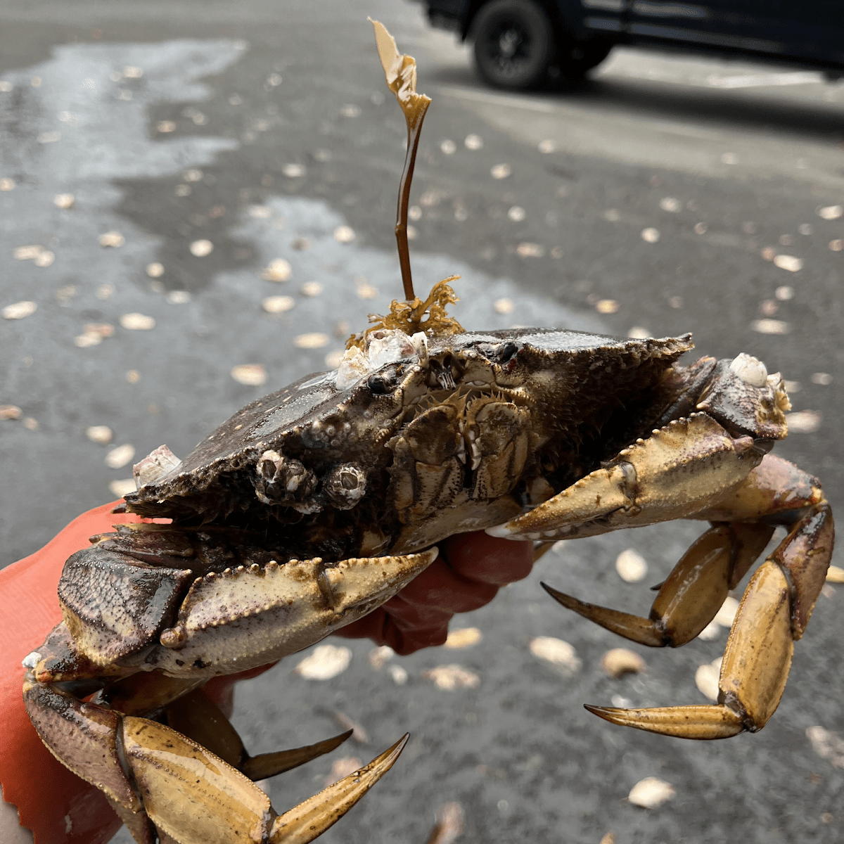 Feeling Crabby? A Guide to Crabbing in the Puget&nbsp;Sound