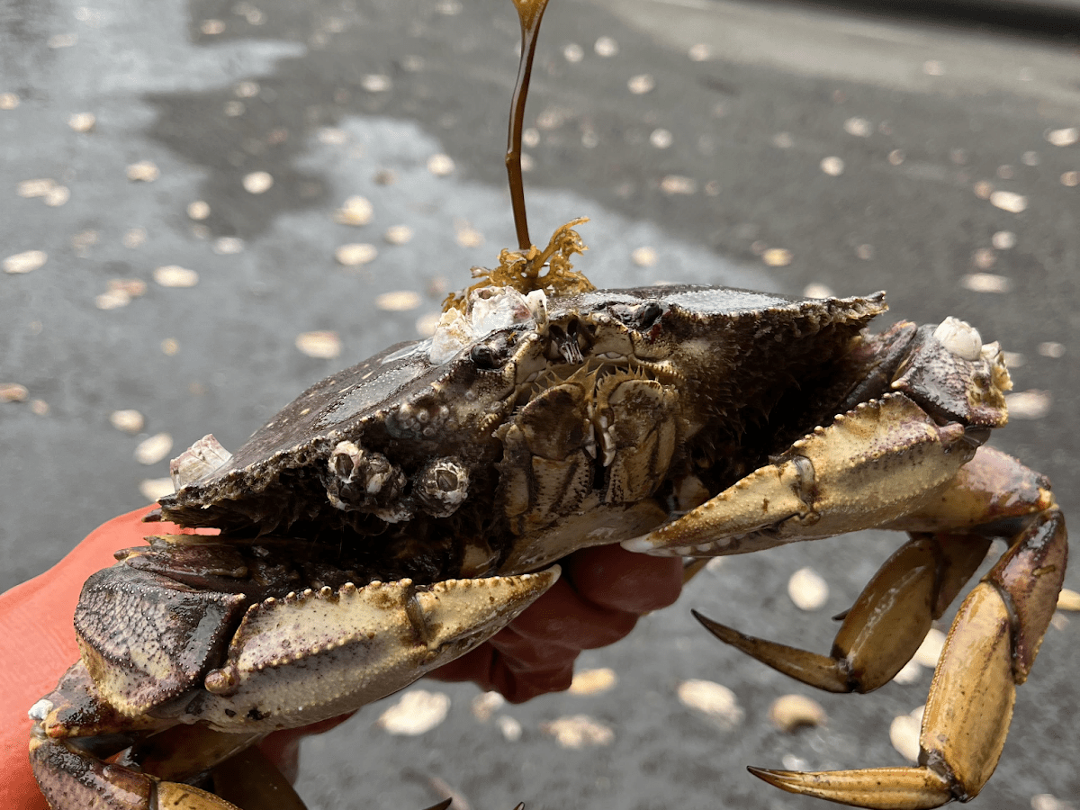 Feeling Crabby? A Guide to Crabbing in the Puget&nbsp;Sound