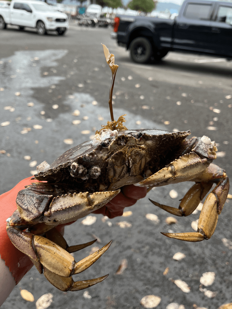 Alt text: A full size Dungeness crab with a piece of seaweed on its head. 