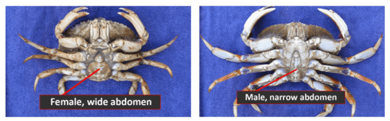 Alt text: Images showing the differences between male and female Dungeness crab abdomens.  