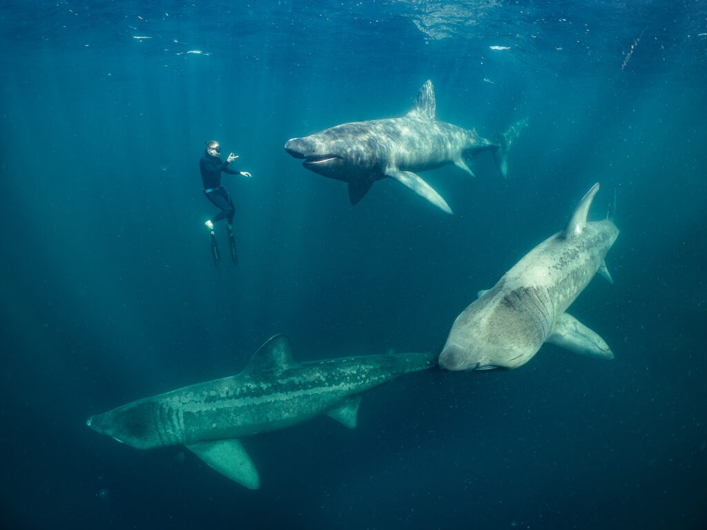 Alt text: In a dark blue-green ocean, three basking sharks swim near the surface around a free diver taking their picture.