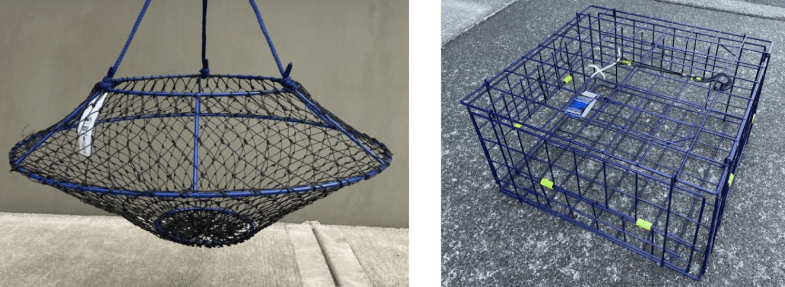 Alt text: An image that displays a ring trap on the left and a crab pot on the right