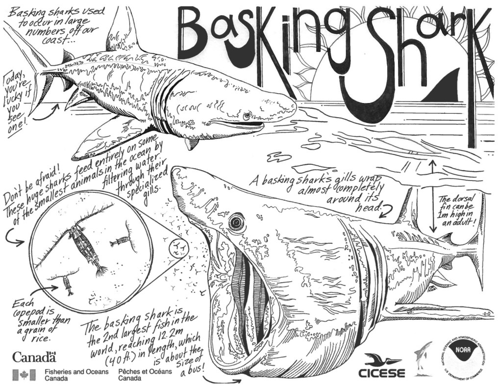 Alt text: Illustrative drawings commissioned by Fisheries and Oceans Canada, CICESE, and NOAA of two basking sharks, the one in the left corner has its mouth closed. The text around it reads 'Basking sharks used to occur in large numbers off our coast...today you're lucky if you see one!' On the right upper corner, 'Basking Shark" is written in bold typewrite with a sunflower sun setting on an ocean horizon with a shark's dorsal fin peaking out. Under these illustrations, a large basking shark is feeding with its mouth open; a close-up on the small particles entering its mouth shows a detailed drawing of plankton/copepods. The text around these says, 'Don't be afraid! These huge sharks feed entirely on some of the smallest animals in the ocean by filtering water through their specialized gills. Each copepod is smaller than a grain of rice. The basking shark is the 2nd largest fish in the world, reaching 12.2 m (40ft) in length, which is about the size of a bus! A basking shark's gills wrap almost completely around its head. The dorsal fin can be 1m high in an adult.'