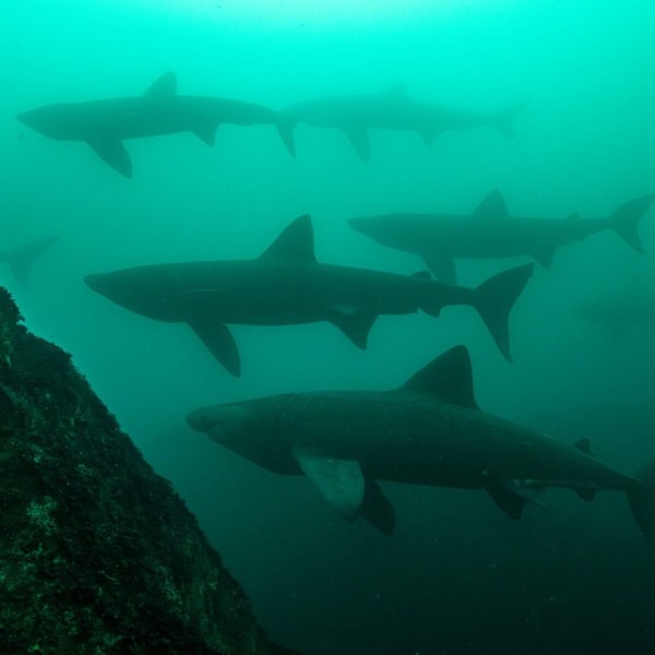 The Near Extinction of the Salish Sea’s Gentle&nbsp;Giants