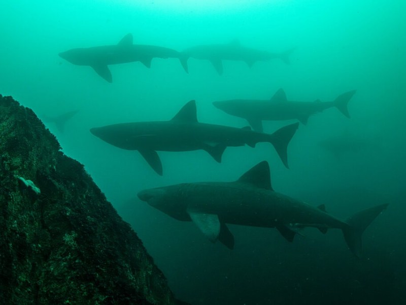 The Near Extinction of the Salish Sea’s Gentle&nbsp;Giants