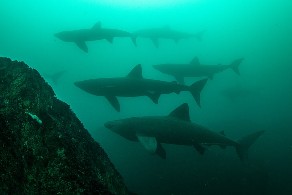 The Near Extinction of the Salish Sea’s Gentle&nbsp;Giants