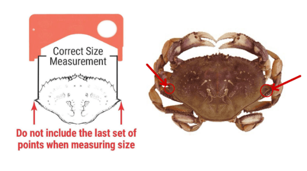 Alt text: example of how to properly measure the width of Dungeness crab. 