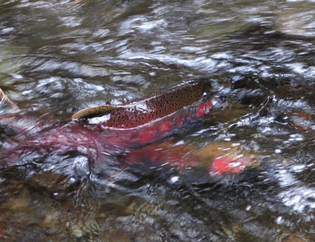 Alt text: A spotted fish swims through fast-moving water. A fall Chinook salmon at Flaming Geyser State Park.